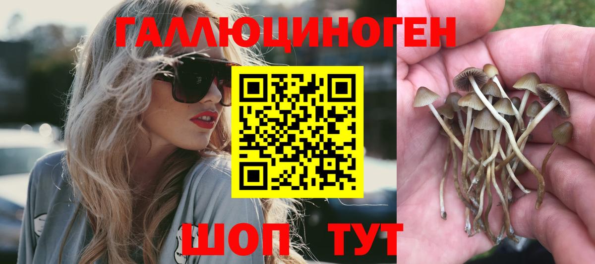 Псилоцибиновые грибы мицелий Холмск